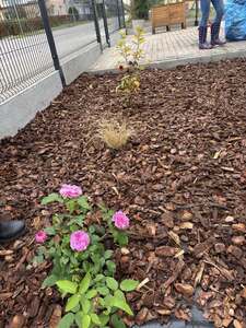 (link otworzy duże zdjęcie)