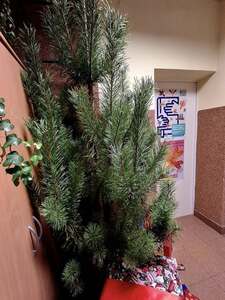 (link otworzy duże zdjęcie)