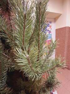 (link otworzy duże zdjęcie)